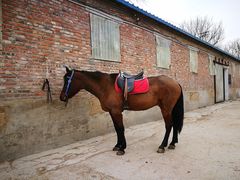 -月河湾马术俱乐部(朝阳店)