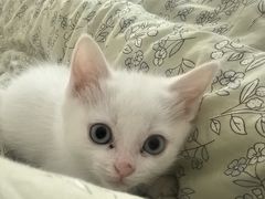 -北京观赏动物医院·24小时大型综合·猫专科·异宠专科