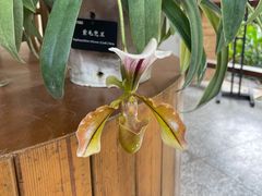 -中国科学院西双版纳热带植物园