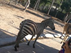 -清迈夜间动物园