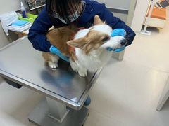 -爱妮康宠物医院·干细胞免疫细胞·肿瘤·心脏(张江店)