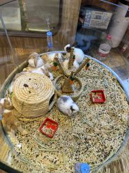 -卡通尼·Safari非洲探索乐园·生日会(金桥国际商业广场店)