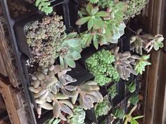 -双季花艺园艺市场(浦东店)