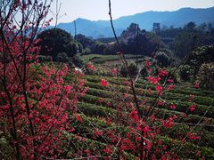 -雁南飞茶田景区