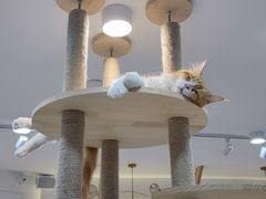 -喵园·猫主题咖啡厅·撸猫·猫咖(国贸店)