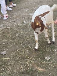 -上美四季动物农场