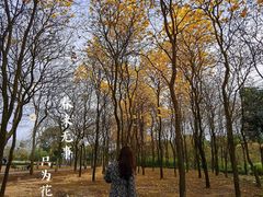 -天适樱花悠乐园