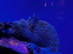 -上海海洋水族馆