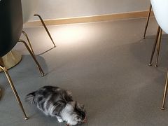 -飞行喵MR PILOT|猫舍·猫咖(静安大融城店)