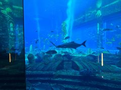 -亚特兰蒂斯•OSSIANO奥西亚诺海底餐厅
