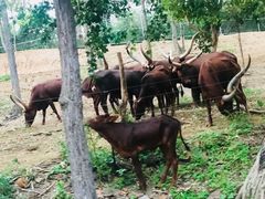 -清迈夜间动物园