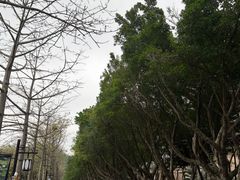 -顺峰山公园
