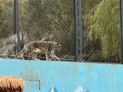 -青藏高原野生动物园