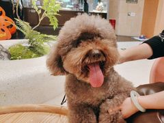 -帕帕拉兹宠物(亚洲旗舰店)