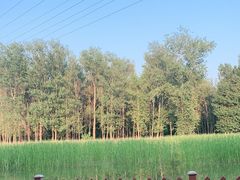 -东郊湿地公园