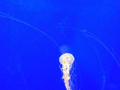 -上海海洋水族馆