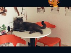 -我爱猫咪·猫咖·狗咖·安哥拉兔·羊驼咖(小寨华旗店)