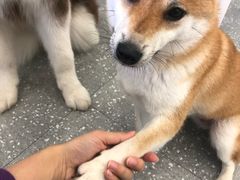 -Let's go狗咖·猫咖·奶狗·桌游(春熙路IFS店)