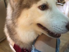 -Husky Go! 哈士奇体验馆·宠物咖啡厅狗咖