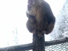 -峨眉山风景名胜区
