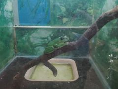 -上海大自然野生昆虫馆(东方明珠·爬宠昆虫探索中心)