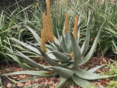 -墨尔本皇家植物园