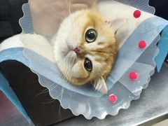-纳吉亚猫专科动物医院博雅分院