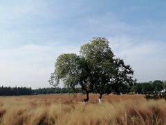 -艾溪湖湿地公园