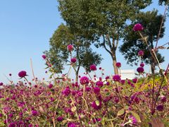 -春花秋色城市公园