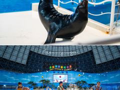 -泉城欧乐堡海洋极地世界