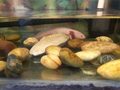 -上海大自然野生昆虫馆(东方明珠·爬宠昆虫探索中心)