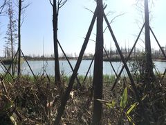 -白鹭湾湿地公园