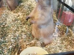 -藦茜花园宠物主题亲子互动体验馆(国顺东路店)