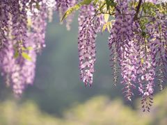 -嘉定紫藤园