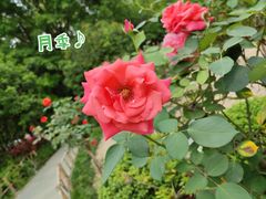 -西湖公园(鼓楼区)