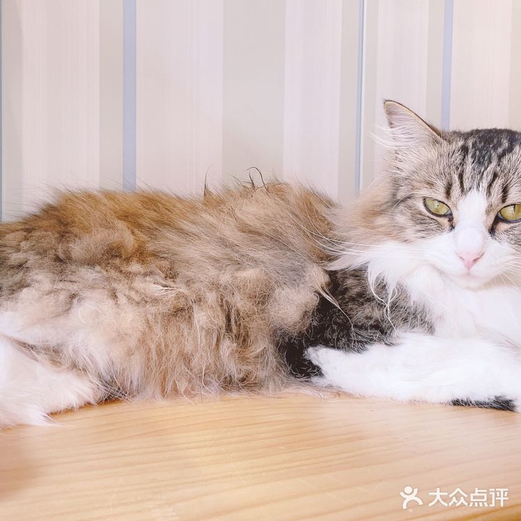 魔都夏日撸猫胜地｜Mocha猫咪咖啡🐱☕️