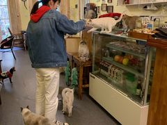 -猫色咖啡·猫咖