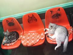 -猫咪博物馆(顶澳仔猫街店)
