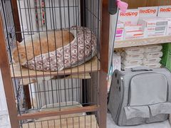 -四月宠物医院·猫专科·心脏专科·内科(转塘店)