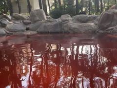 -金孔雀温泉旅游度假村