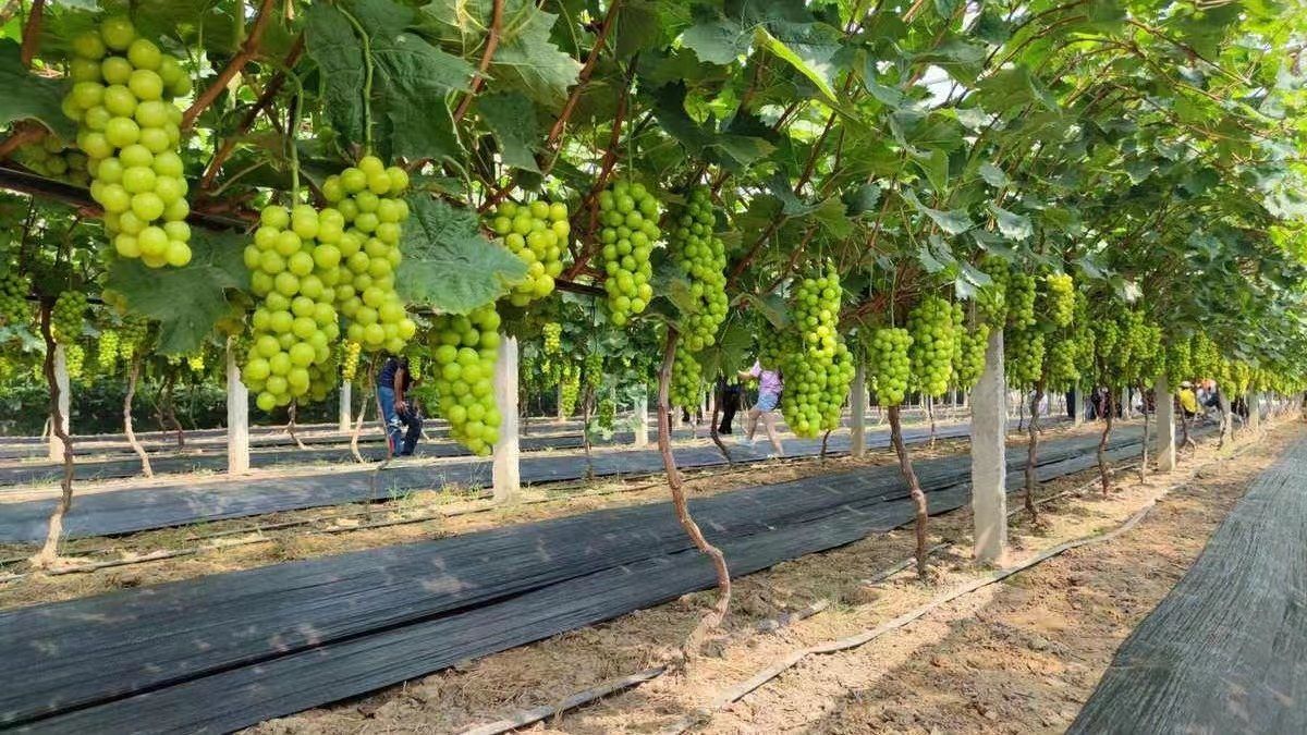 明媚果园采摘乐