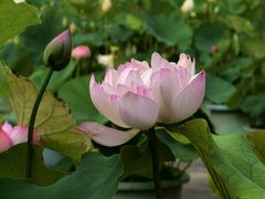 -莲花池公园