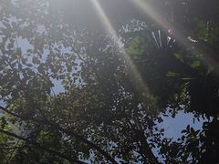 -热带雨林自然公园