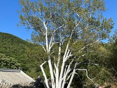 -潭柘寺景区