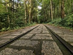 -五营红松林海景区