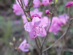 -帽儿山国家森林公园