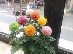 -凯盈阁·顺德私房菜·桑拿鸡