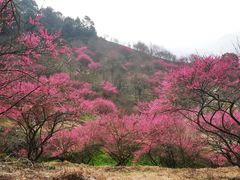 -新建村梅花