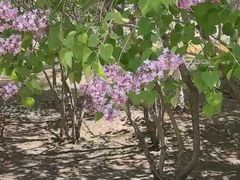 -群力丁香公园