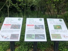 -都江堰中华大熊猫苑
